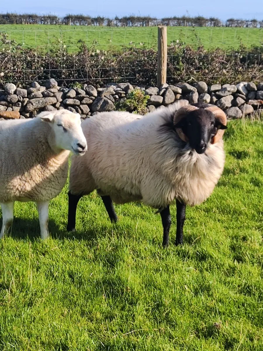 Mayo blackface hogget ram - Image 3