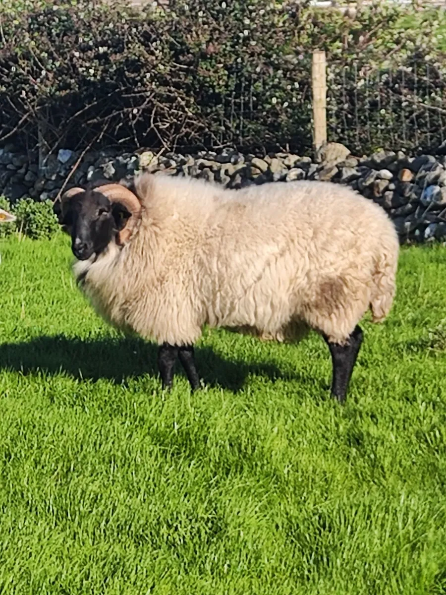 Mayo blackface hogget ram - Image 1