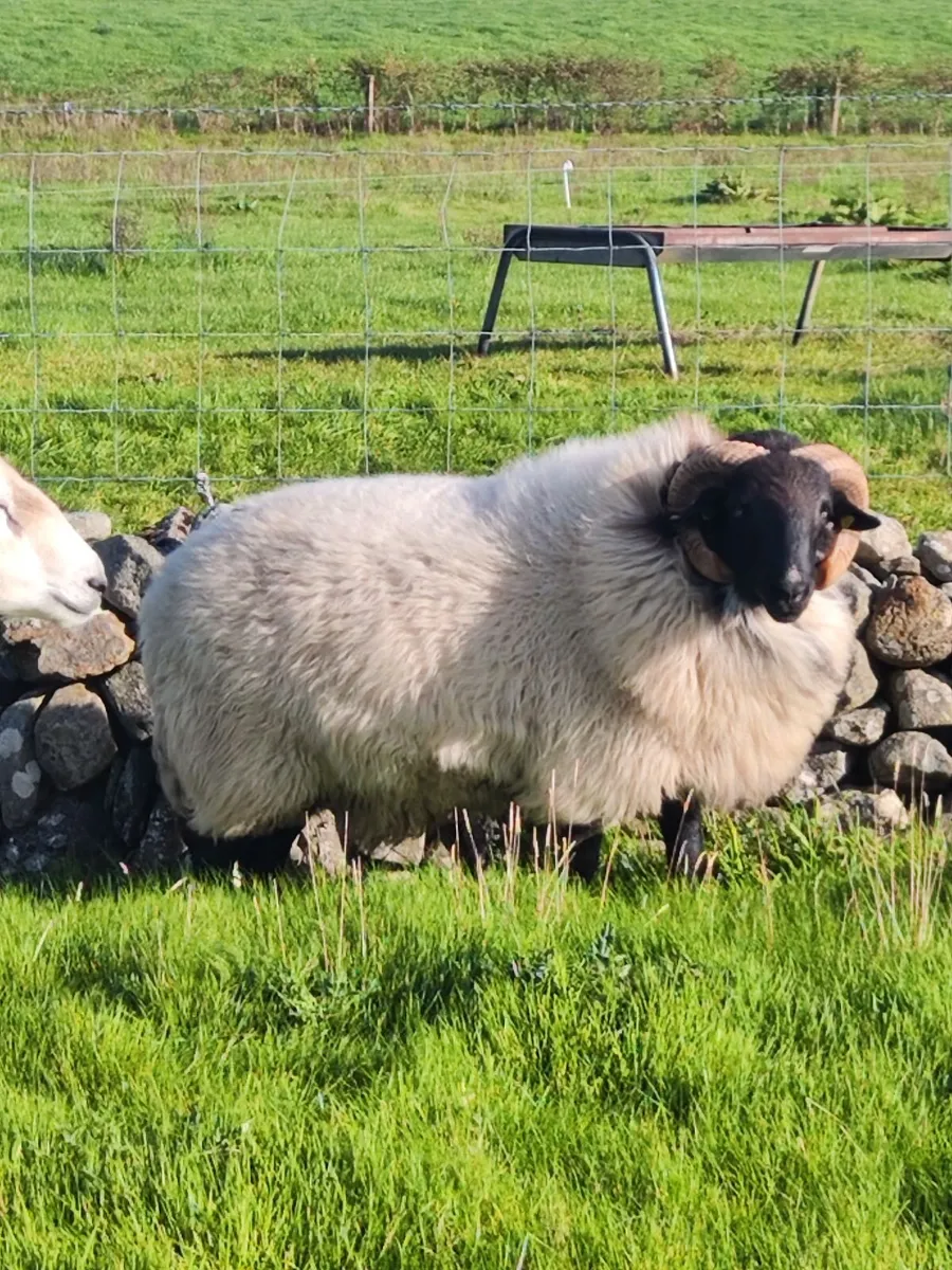 Mayo blackface hogget ram - Image 2
