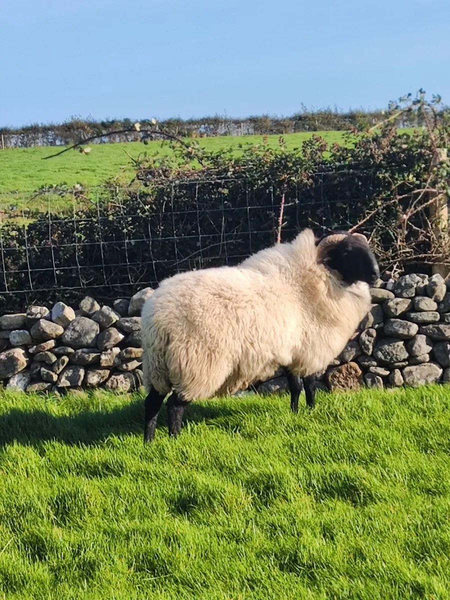 Mayo blackface hogget ram - Image 4