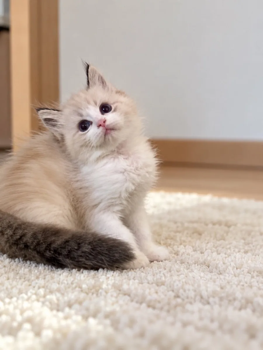 Beautiful Purebreed  ragdoll gene tested - Image 1