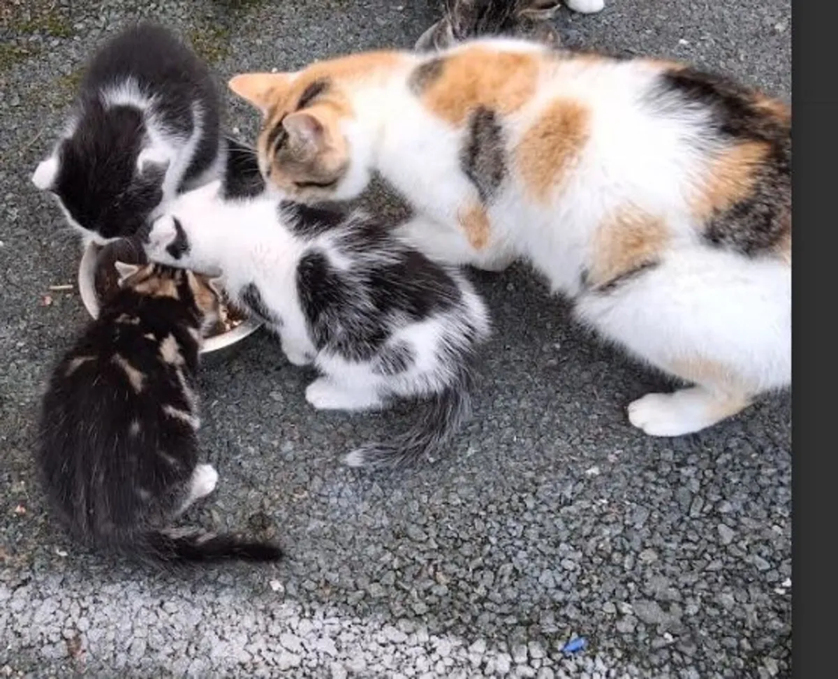 Kittens - Image 2