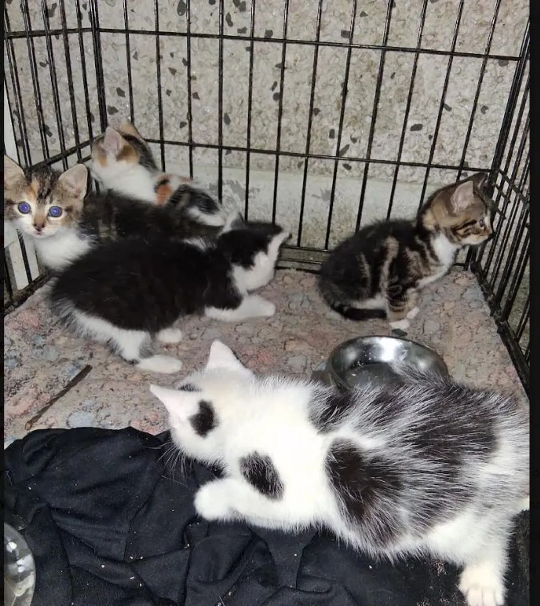 Kittens - Image 3