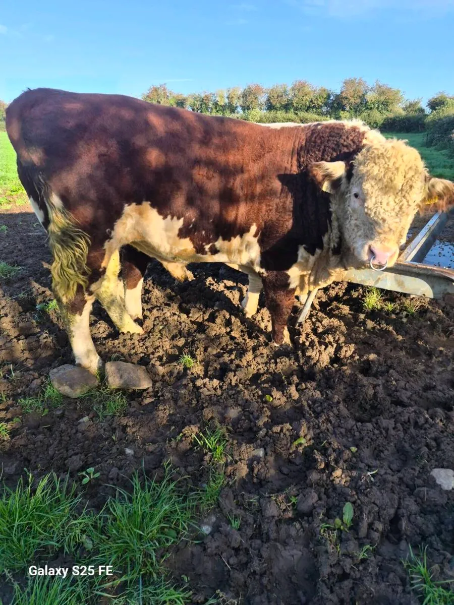 Hereford bulls - Image 2