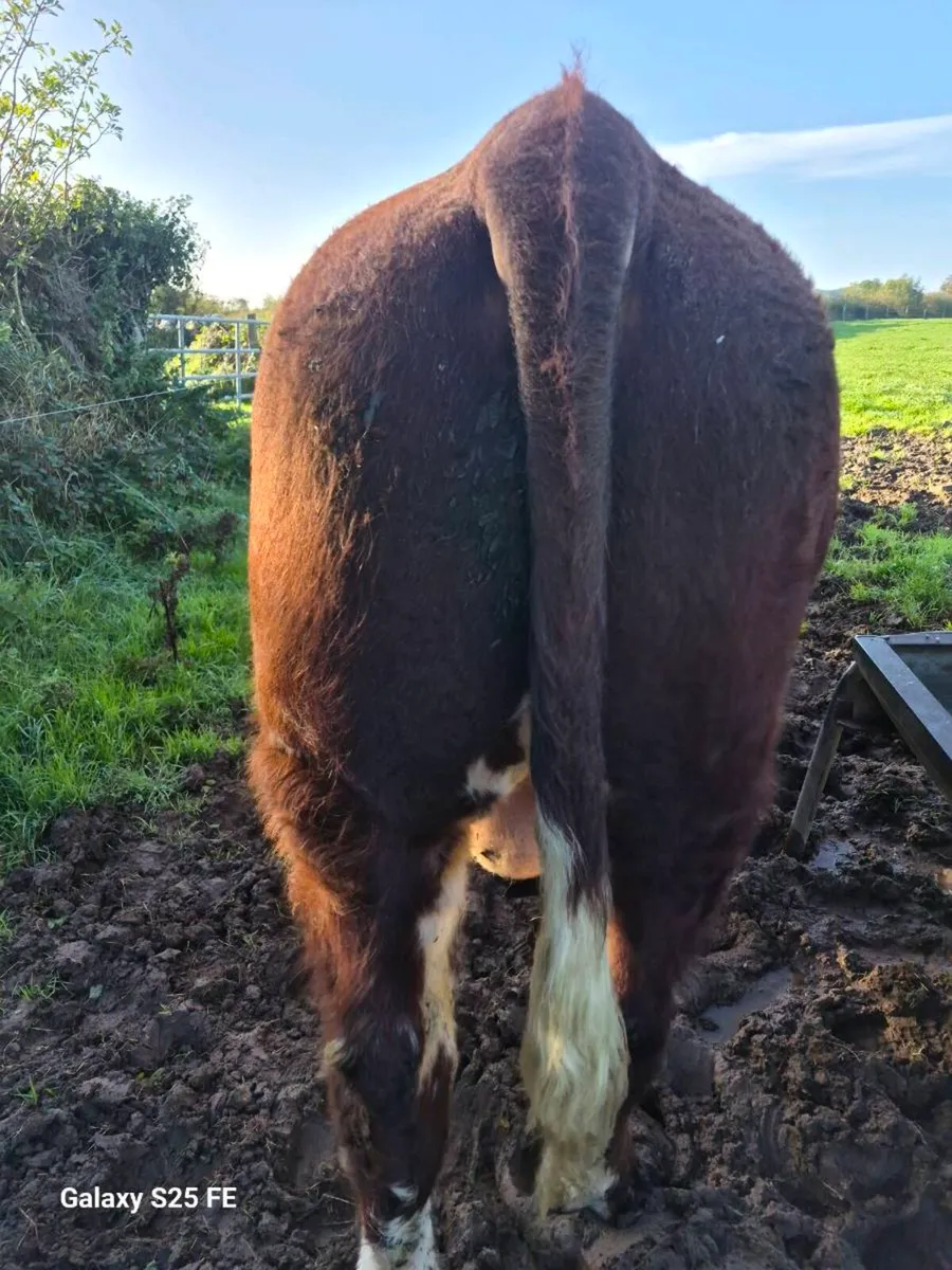 Hereford bulls - Image 3