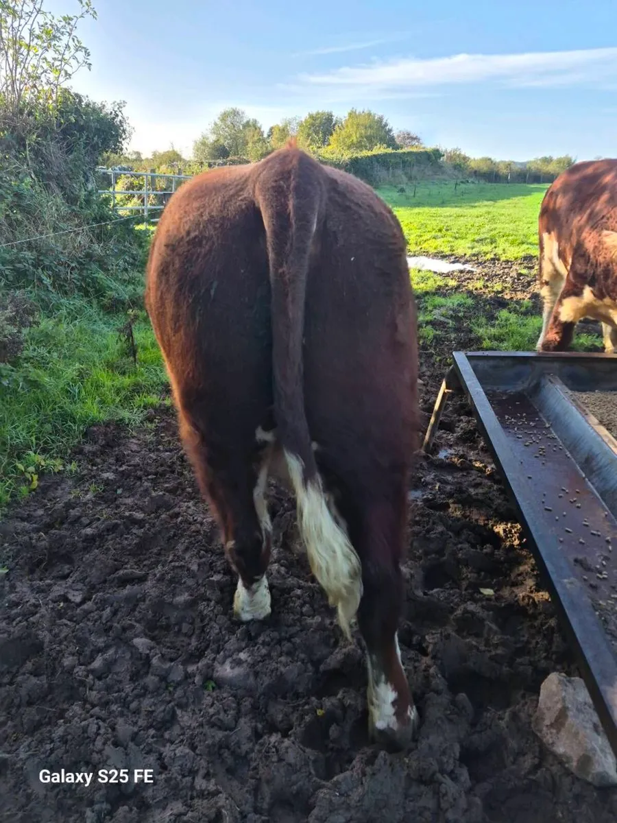 Hereford bulls - Image 4