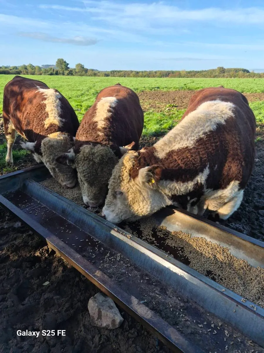 Hereford bulls - Image 1