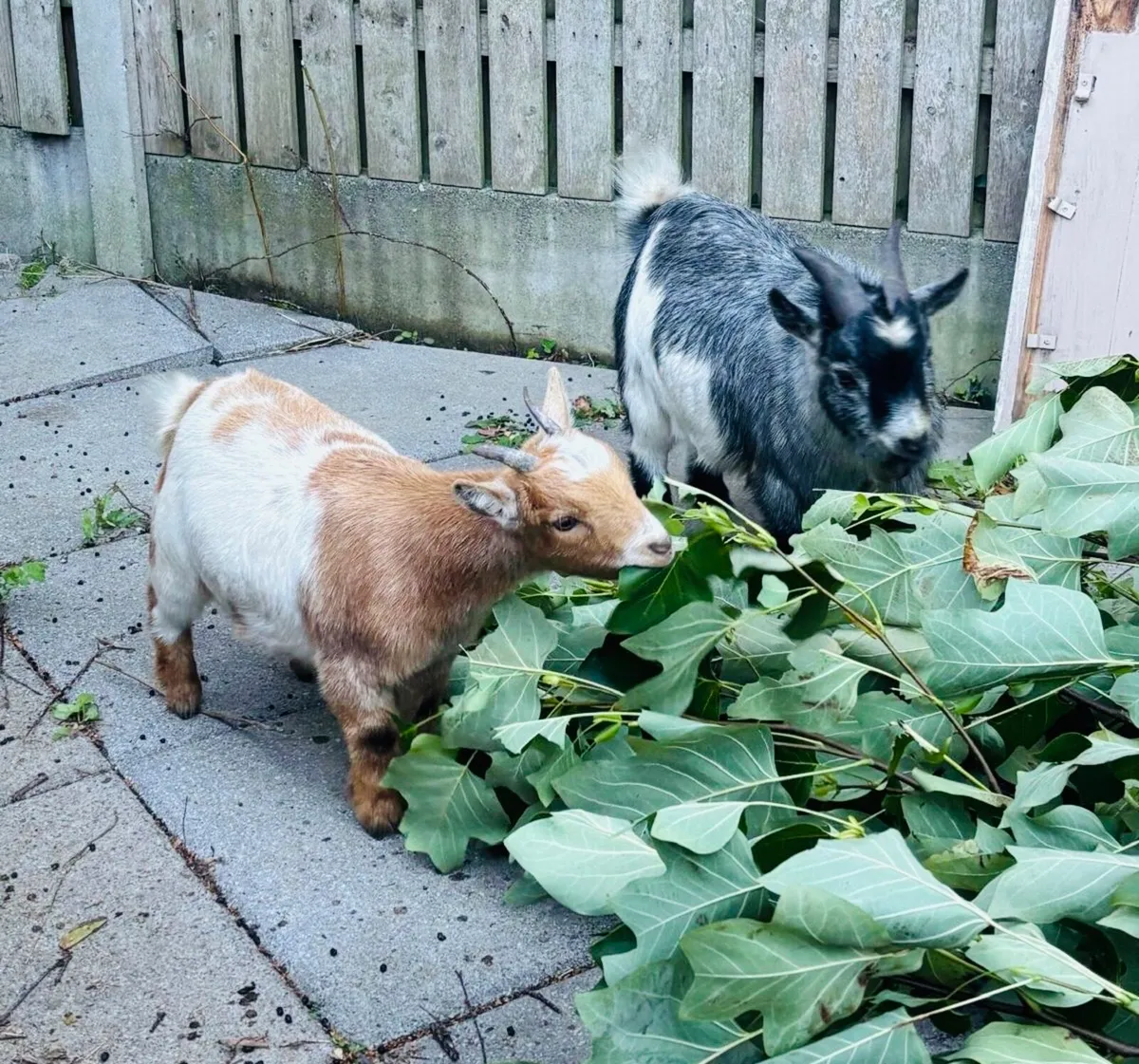 Show quality Pure Pigmy’s - Image 1