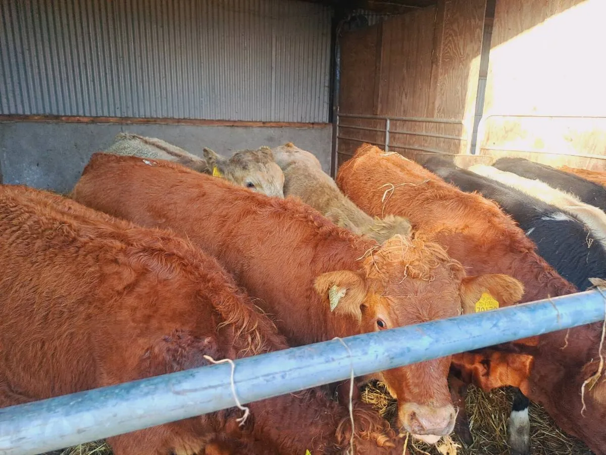5 suckler bredLMX AND CHX Heifers 300kgs - Image 3
