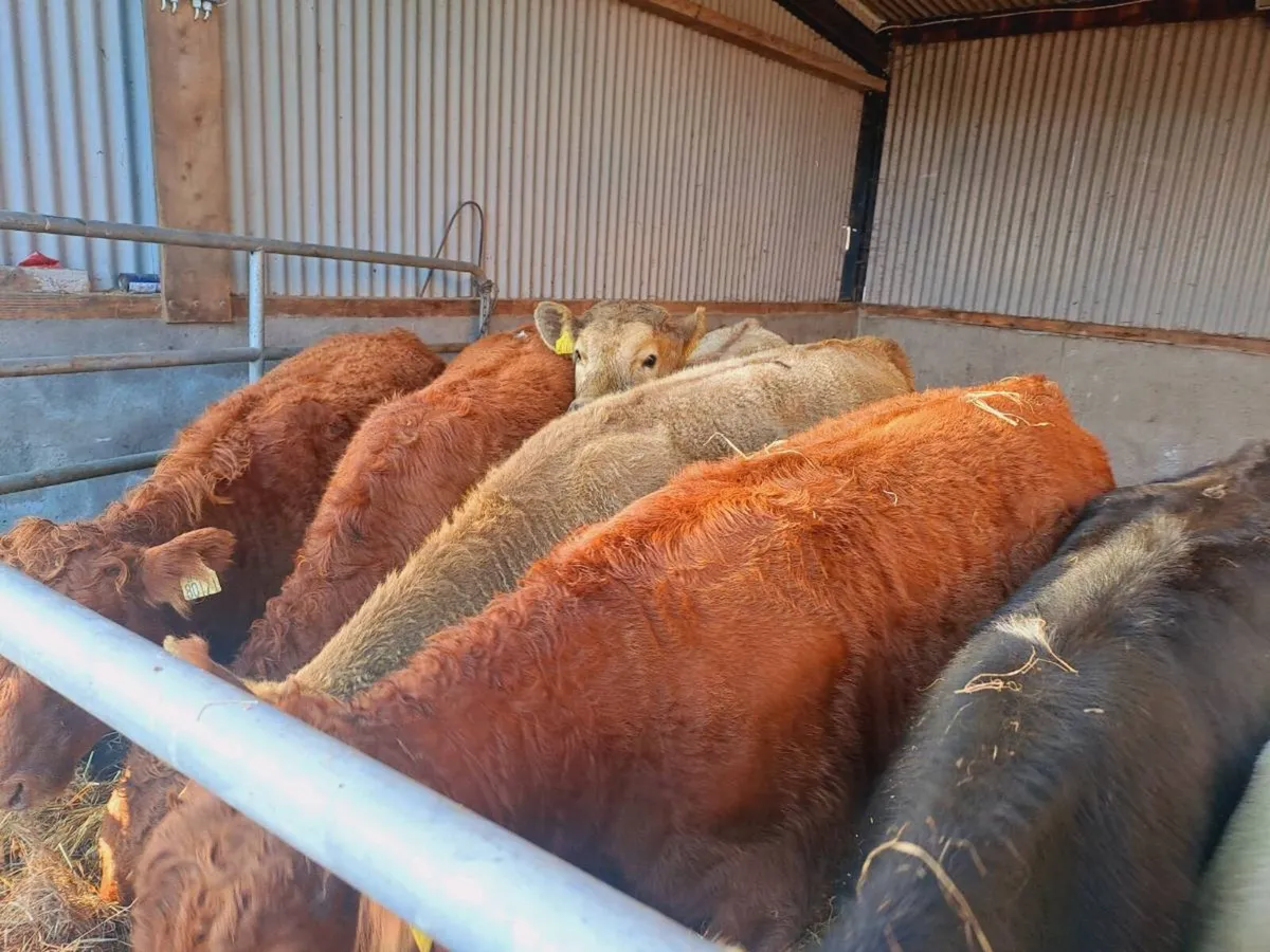 5 suckler bredLMX AND CHX Heifers 300kgs - Image 4