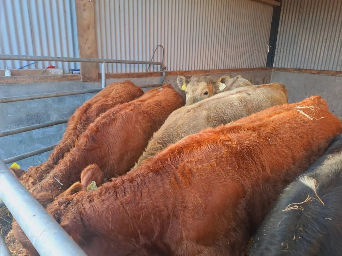 5 suckler bredLMX AND CHX Heifers 300kgs - Image 1