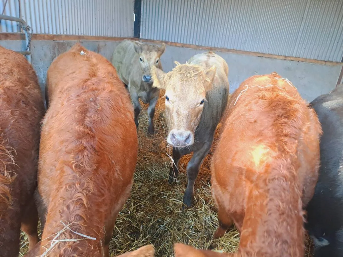 5 suckler bredLMX AND CHX Heifers 300kgs - Image 2