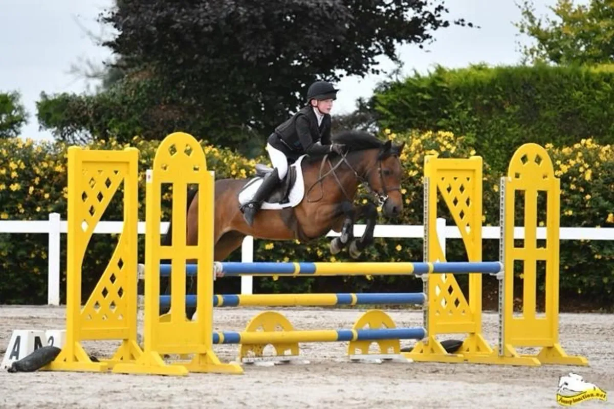 13.2 Show jumping pony - Image 2