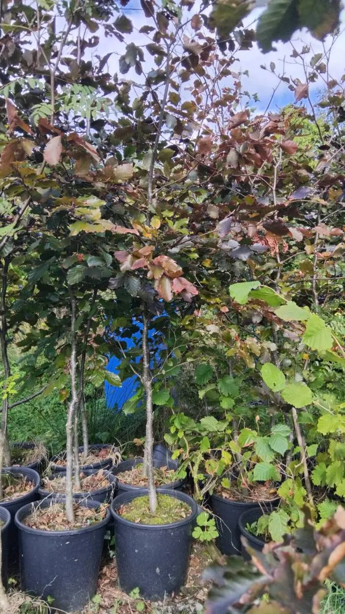 Copper Beech trees - Image 1