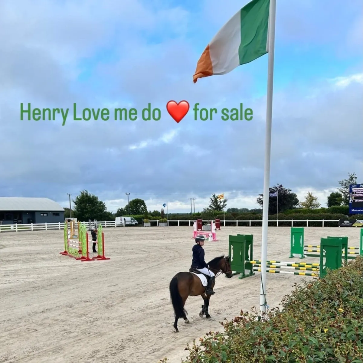 13.2 Show jumping pony - Image 3
