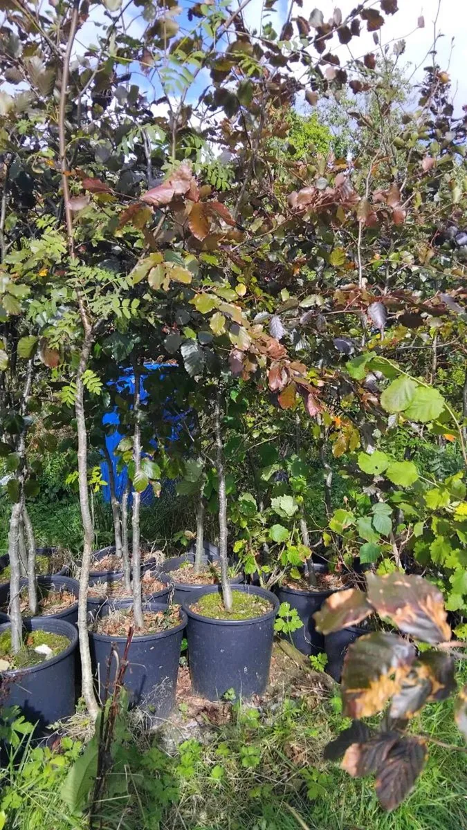 Copper Beech trees - Image 4