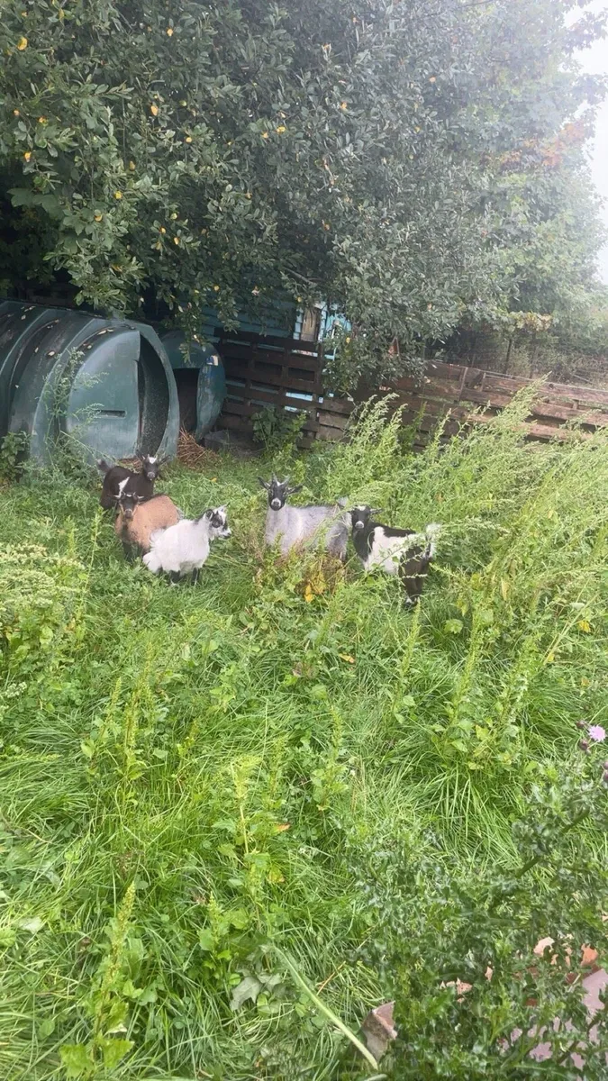 Pygmy goat kids - Image 1