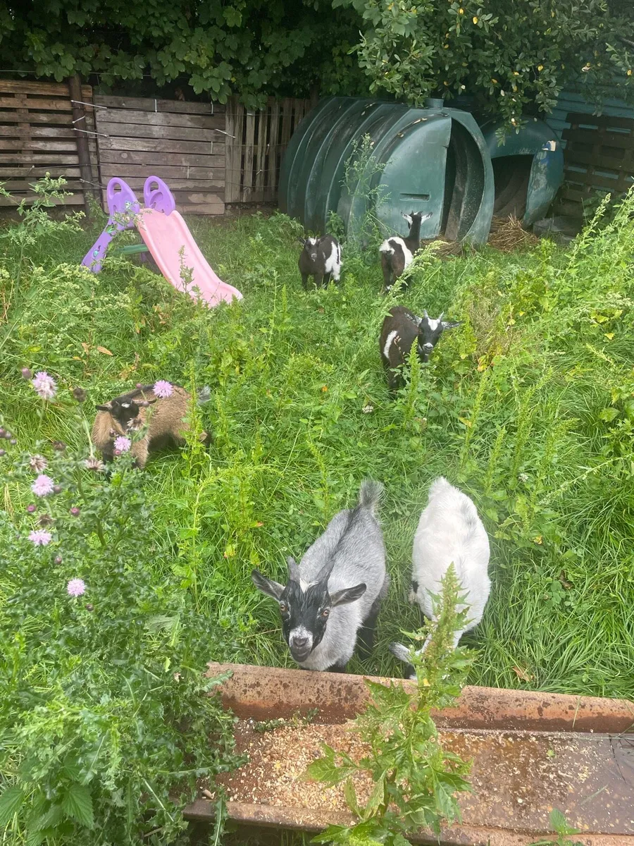 Pygmy goat kids - Image 2