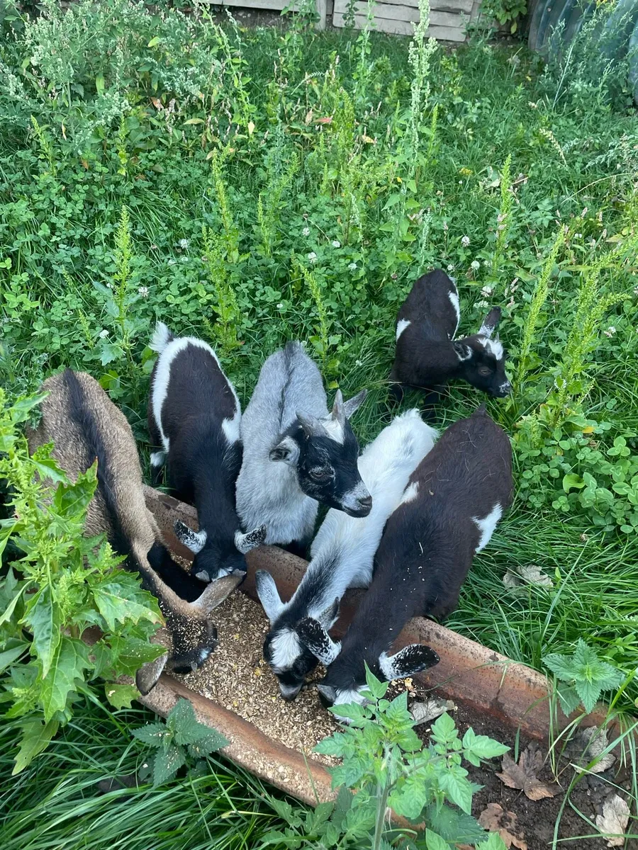 Pygmy goat kids - Image 3