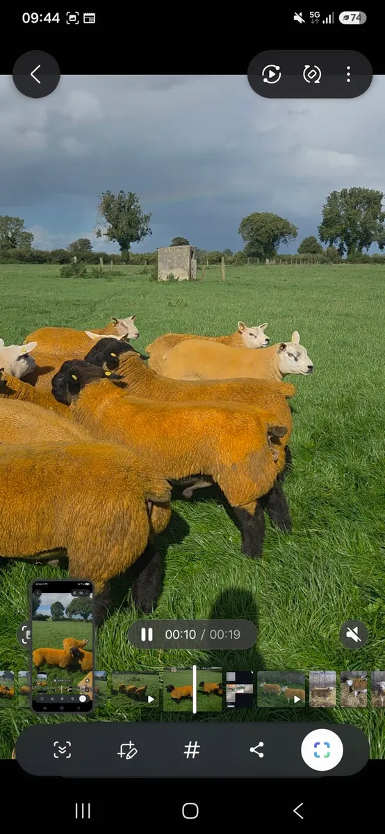 Mutibreed Ram Sale - Image 3