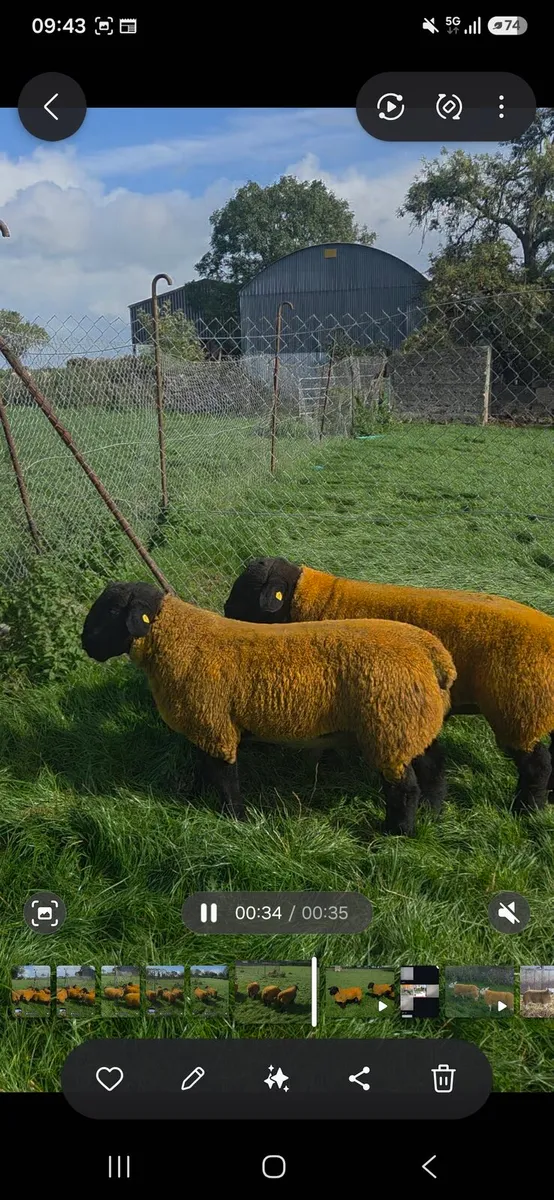 Mutibreed Ram Sale - Image 4