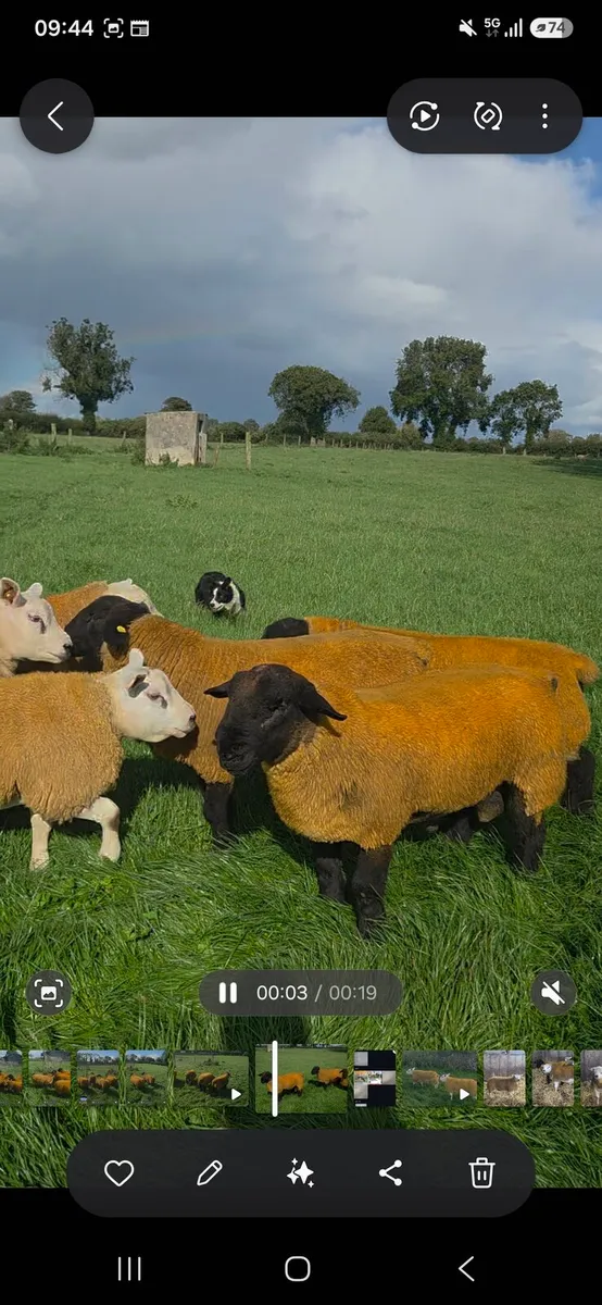 Mutibreed Ram Sale - Image 2
