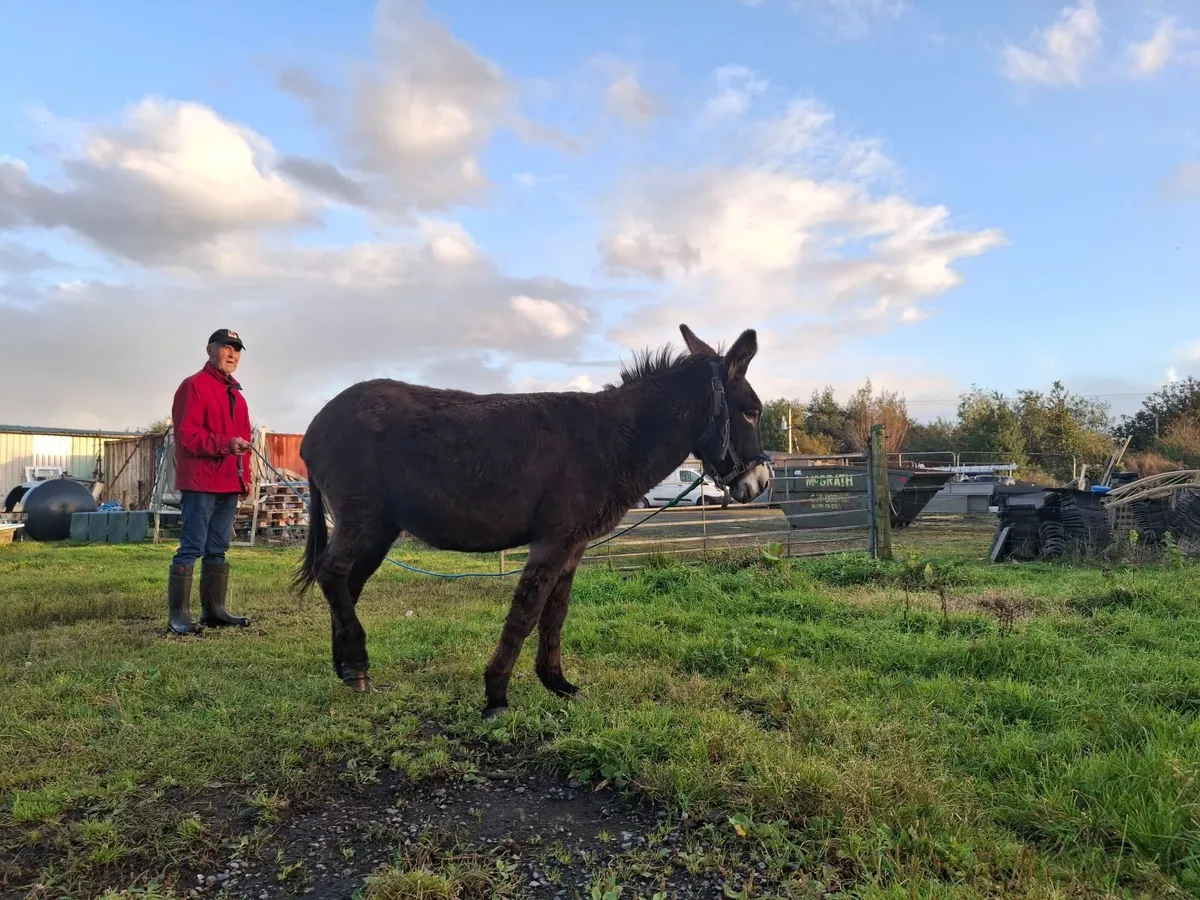 Donkey - Image 1