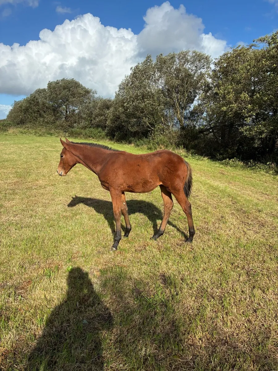 Mare and Foal - Image 1