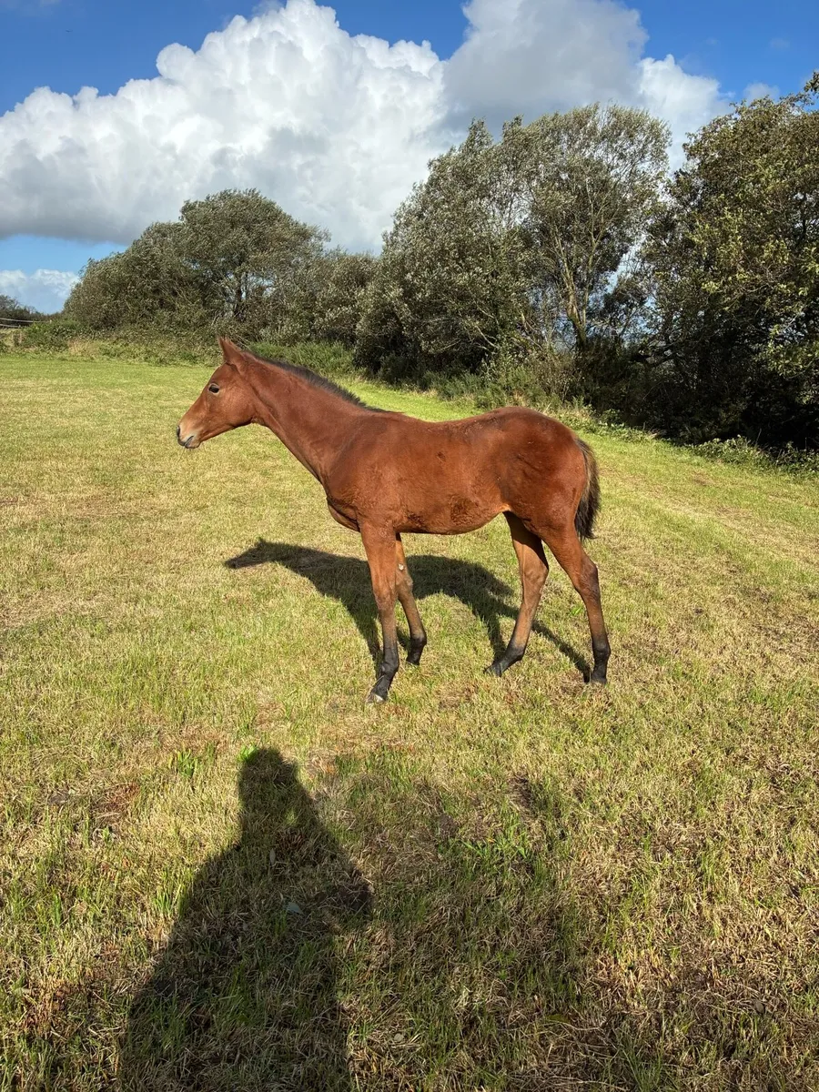 Mare and Foal - Image 2