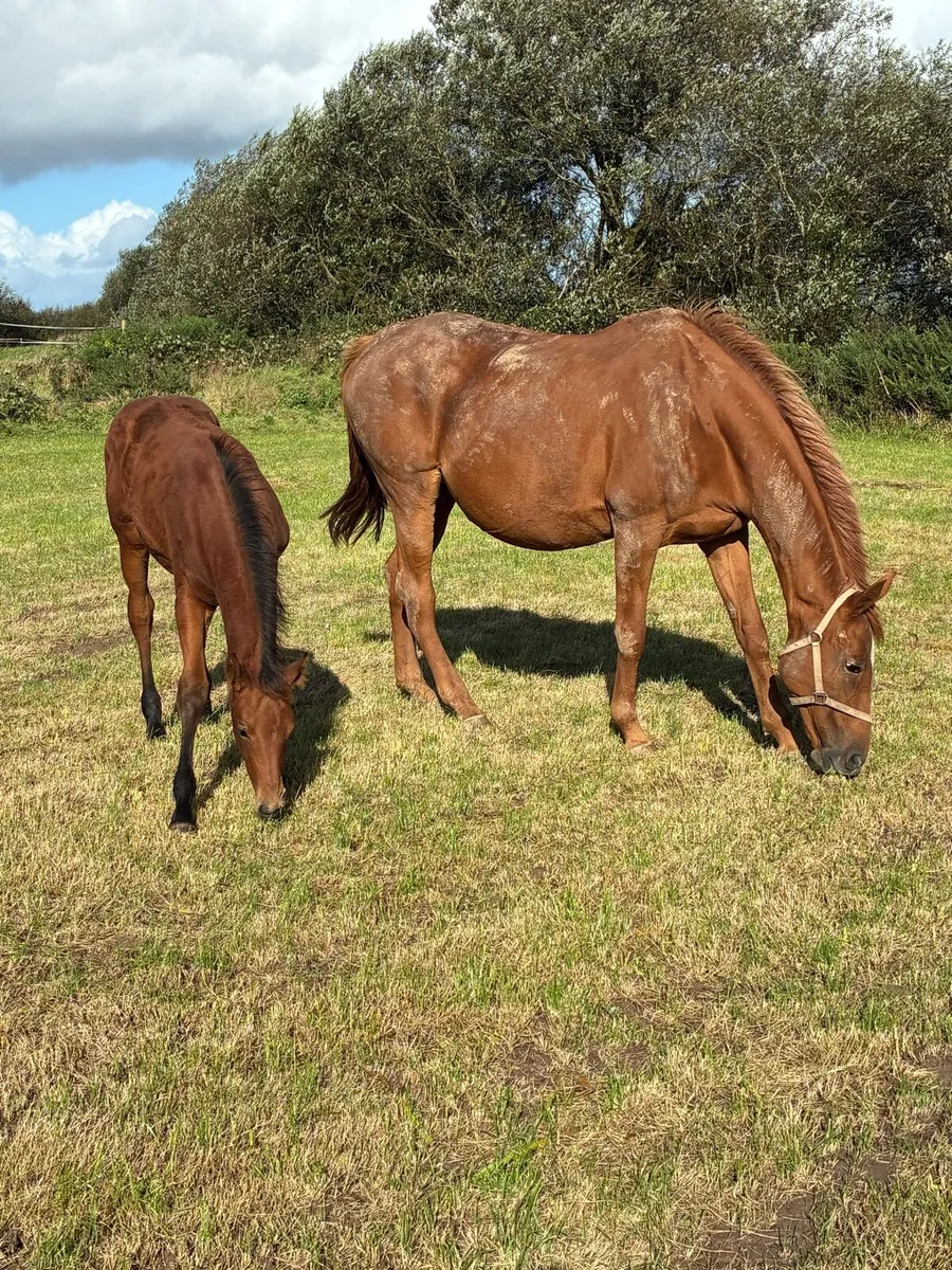 Mare and Foal - Image 3