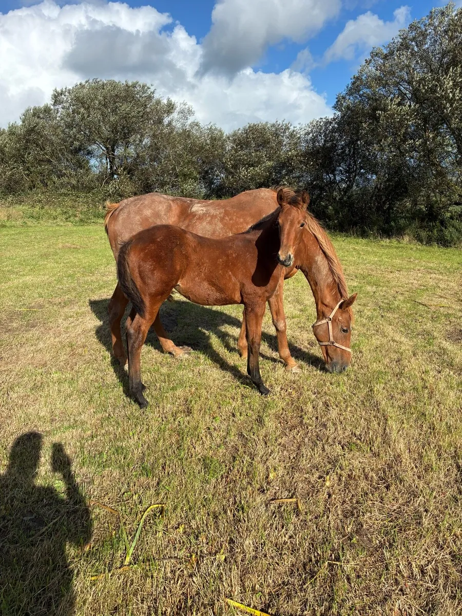 Mare and Foal - Image 4