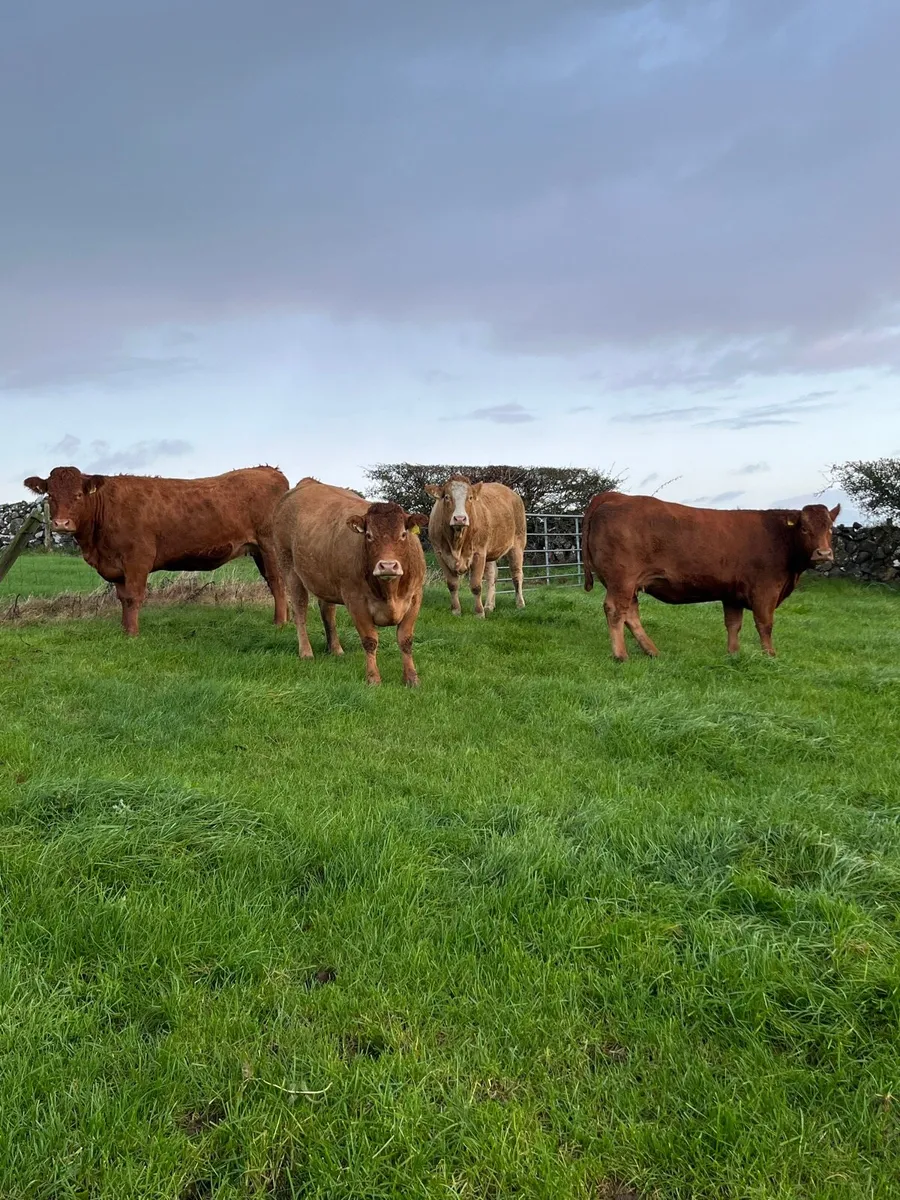 Springing heifers - Image 1