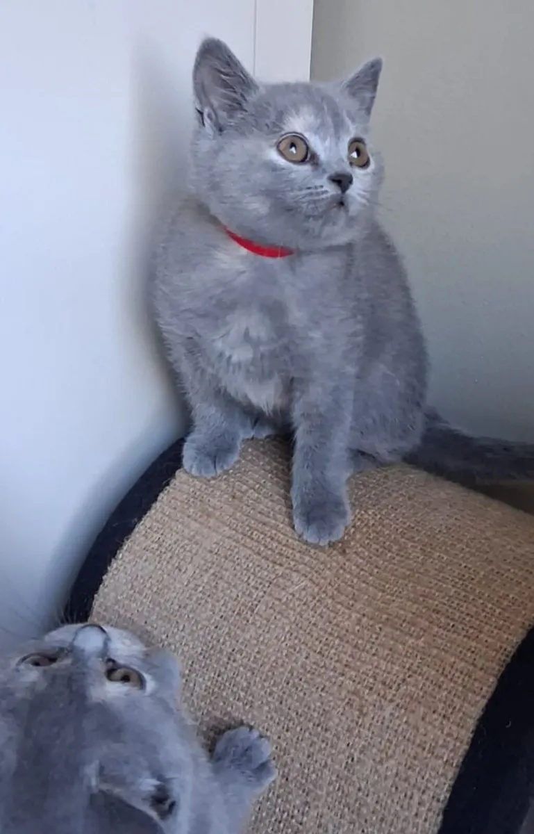 British blue shorthair Kittens - Image 2