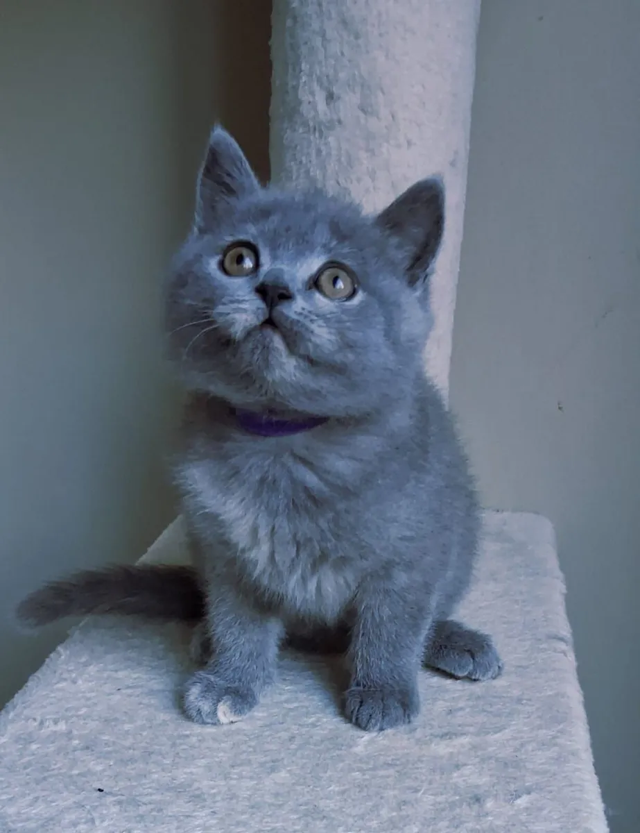 British blue shorthair Kittens - Image 3