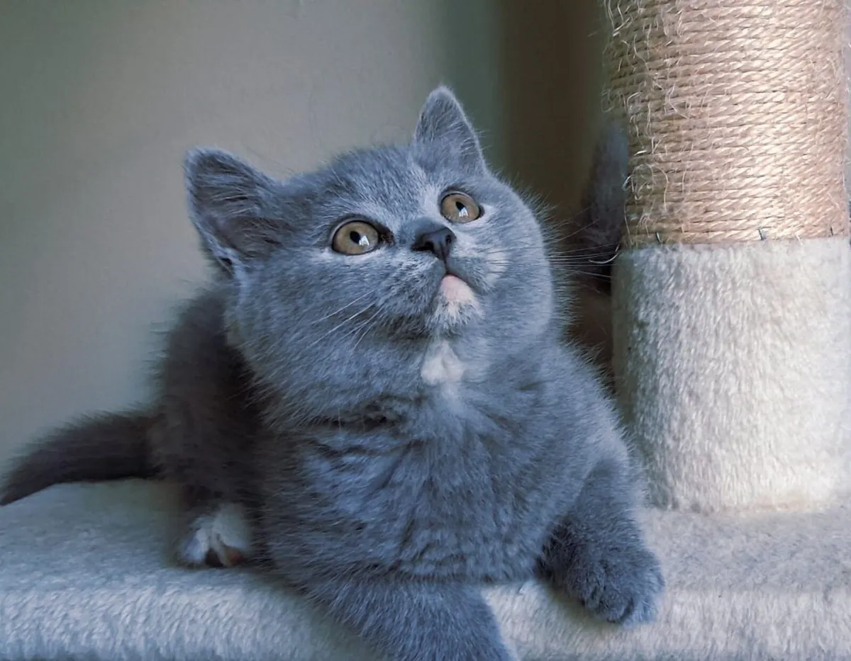 British blue shorthair Kittens - Image 4