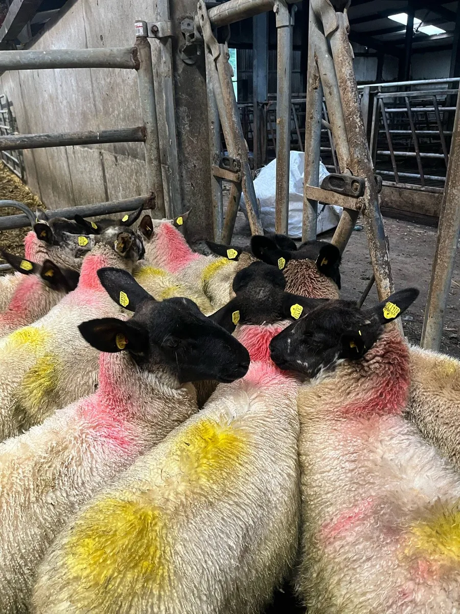 Ewe lambs - Image 2