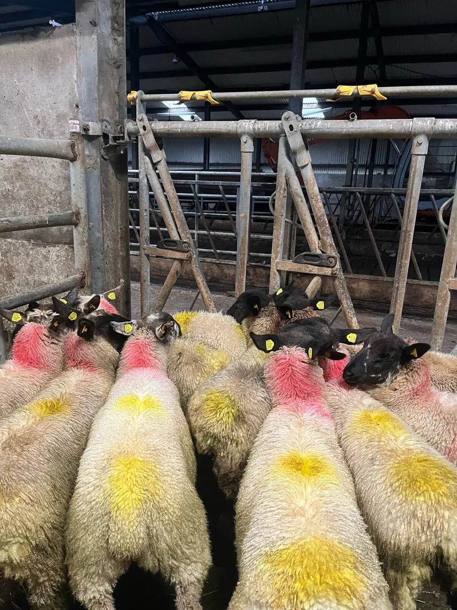 Ewe lambs - Image 3