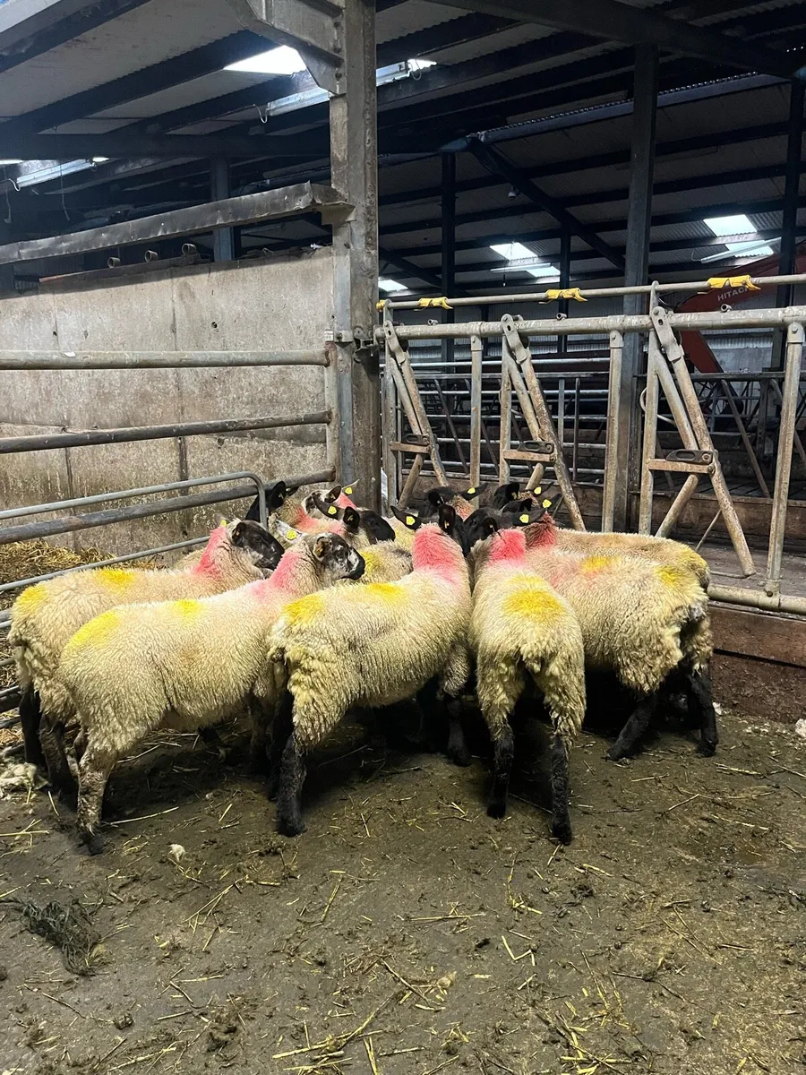 Ewe lambs - Image 1
