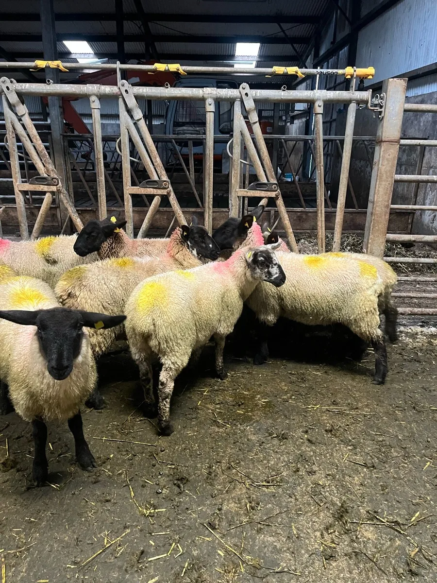 Ewe lambs - Image 4