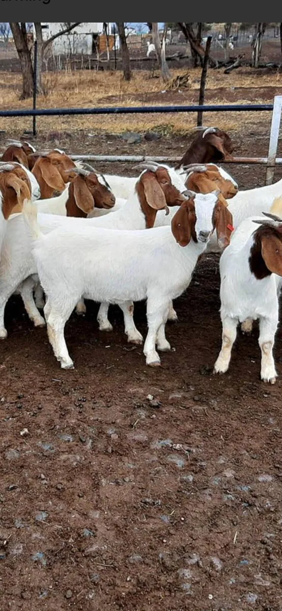 Goats