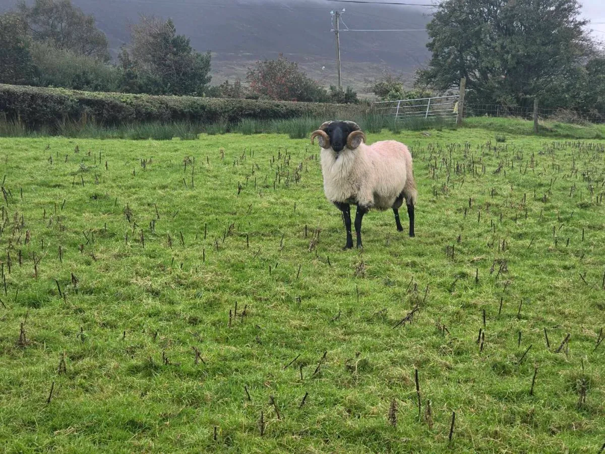 Hogget Rams - Image 2