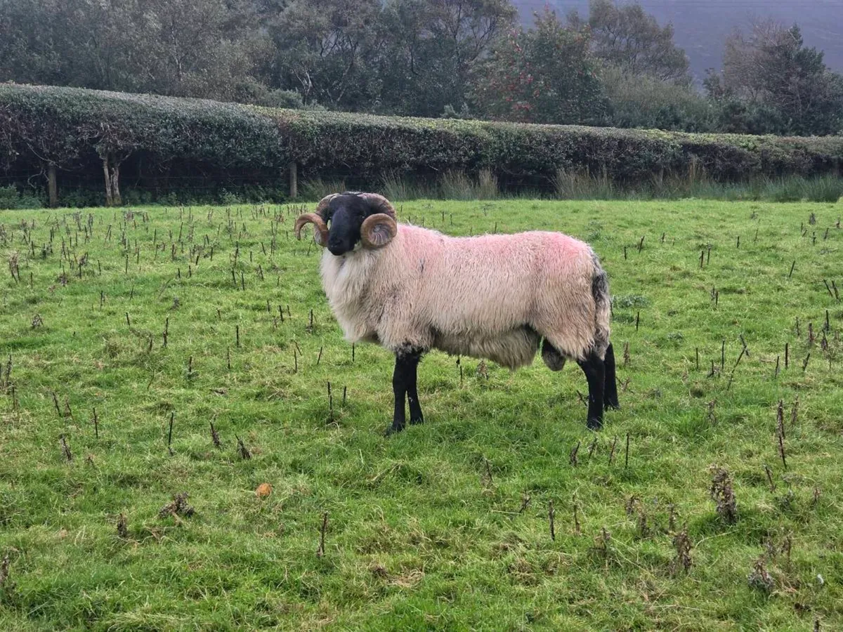 Hogget Rams - Image 3