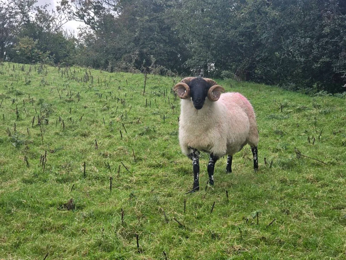 Hogget Rams - Image 1