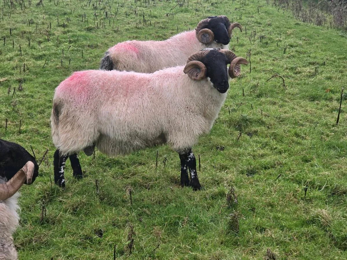 Hogget Rams - Image 4