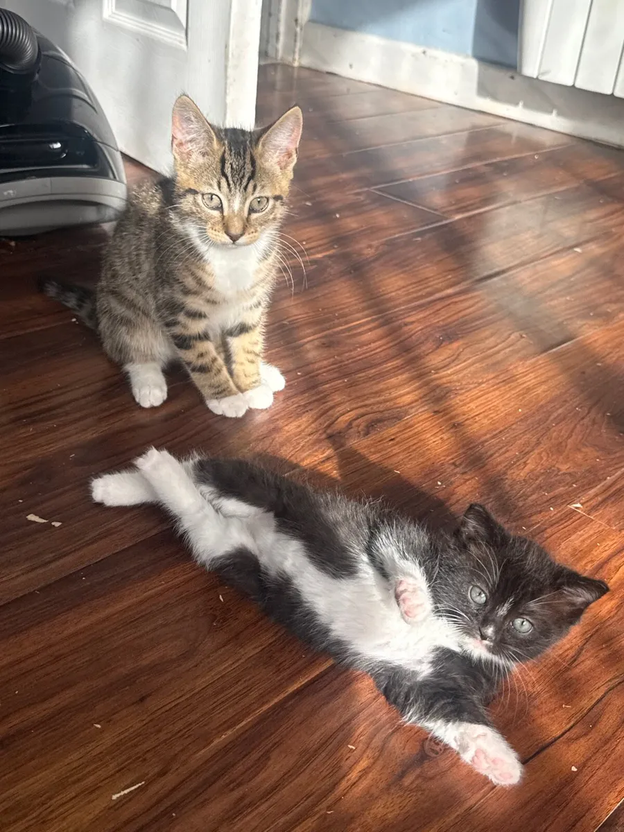 Kittens for sale - Image 2