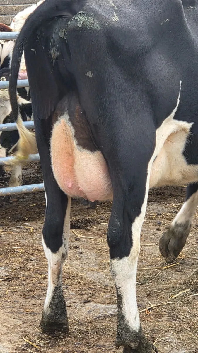 Dairy ; First calved  Milking heifers - Image 4