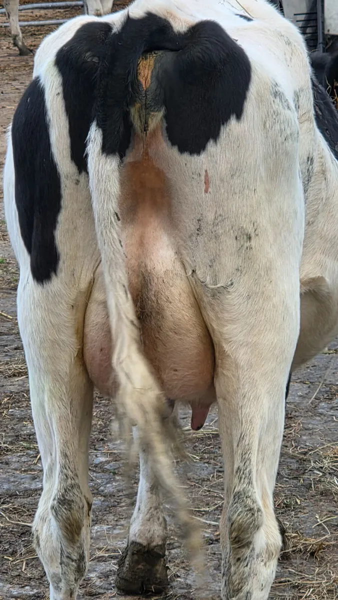 Dairy ; First calved  Milking heifers - Image 2