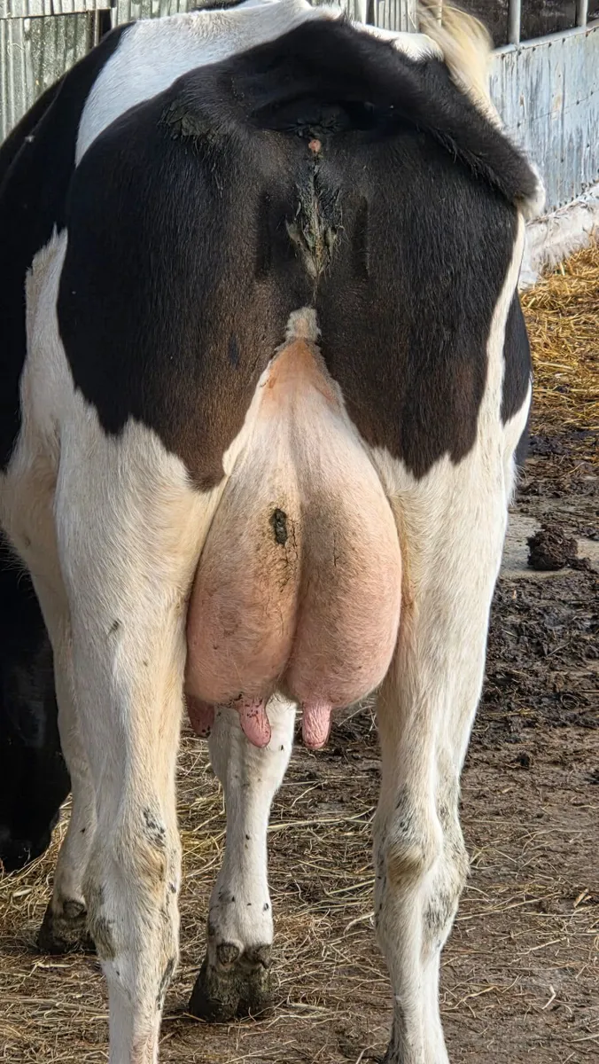 Dairy ; First calved  Milking heifers - Image 3