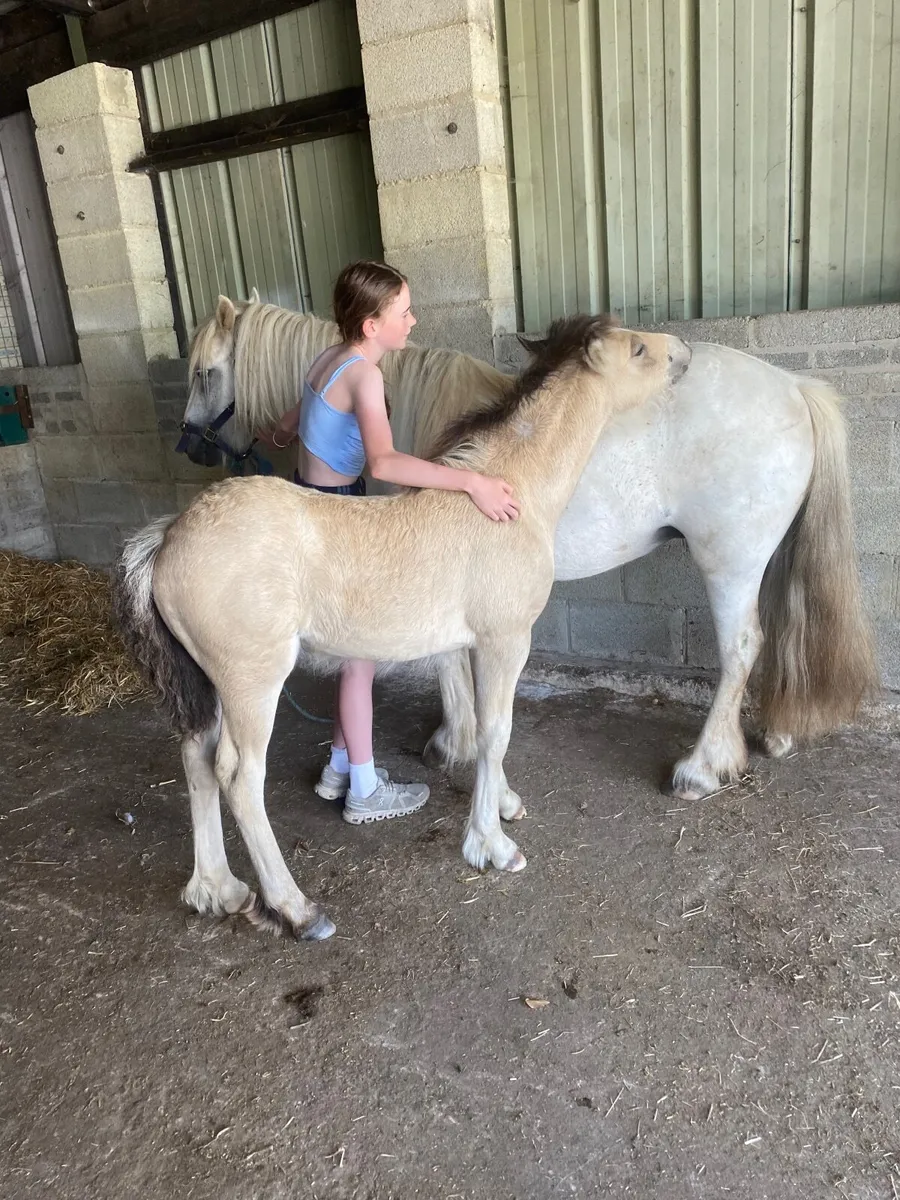 Pony mare and foal - Image 2