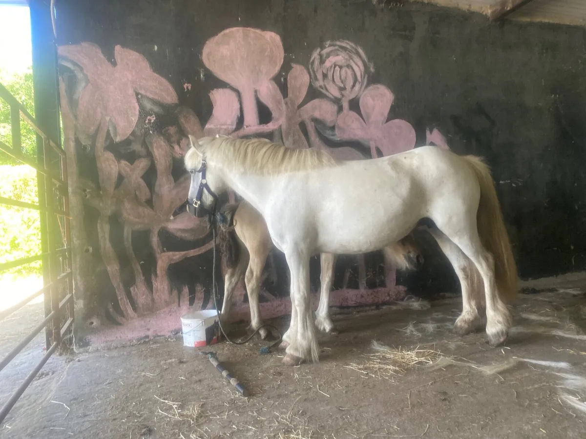 Pony mare and foal - Image 1
